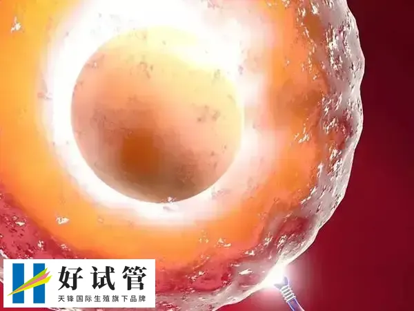 试管移植选龙凤胎要多少钱(图1) 中国明令禁止通过试管技术选择胎儿性别